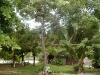 Viktoria garden2